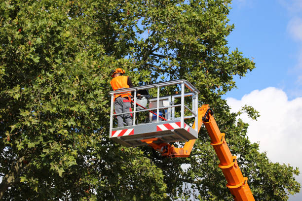 How Our Tree Care Process Works  in  North Newton, KS